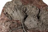 Silurian Fossil Crinoid (Scyphocrinites) Plate - Morocco #189909-1